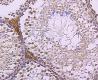 Immunohistochemistry-Paraffin: LXR alpha/NR1H3 Antibody (JA20-38) [NBP2-66938] - Analysis of paraffin-embedded mouse testes tissue using anti-LXR alpha/NR1H3 antibody. Counter stained with hematoxylin.