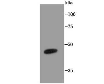 Western Blot: LXR alpha/NR1H3 Antibody (JA20-38) [NBP2-66938] - Analysis of LXR alpha on mouse colon tissue lysate using anti-LXR alpha/NR1H3 antibody at 1/1,000 dilution.