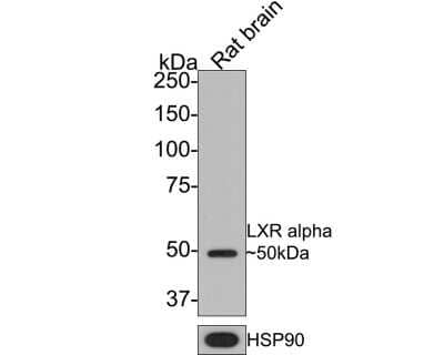 Western Blot: LXR alpha/NR1H3 Antibody (JA20-38) [NBP2-66938] - Analysis of LXR alpha/NR1H3 on rat brain tissue lysates with Rabbit anti-LXR alpha antibody at 1/500 dilution. Lysates/proteins at 20 ug/Lane. Predicted band size: 50 kDa Observed band size: 50 kDa Exposure time: 2 minutes; 8% SDS-PAGE gel. Proteins were transferred to a PVDF membrane and blocked with 5% NFDM/TBST for 1 hour at room temperature. The primary antibody at 1/500 dilution was used in 5% NFDM/TBST at room temperature for 2 hours. Goat Anti-Rabbit IgG - HRP Secondary Antibody at 1:300,000 dilution was used for 1 hour at room temperature.