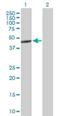 Western Blot: LXR alpha/NR1H3 Antibody [H00010062-B01P] - Analysis of NR1H3 expression in transfected 293T cell line by NR1H3 polyclonal antibody.  Lane 1: NR1H3 transfected lysate(44.22 KDa). Lane 2: Non-transfected lysate.