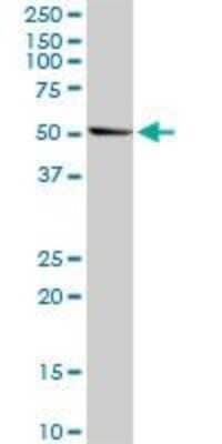 Western Blot: LXR alpha/NR1H3 Antibody [H00010062-D01P] - NR1H3 MaxPab rabbit polyclonal antibody. Western Blot analysis of NR1H3 expression in A-431.