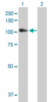 Western Blot: LYAG/GAA Antibody [H00002548-D01P] - Analysis of GAA expression in transfected 293T cell line by GAA polyclonal antibody.Lane 1: GAA transfected lysate(105.30 KDa).Lane 2: Non-transfected lysate.