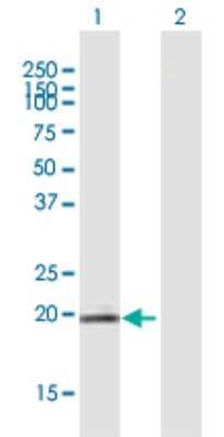 Western Blot: LYG1 Antibody [H00129530-B01P] - Analysis of LYG1 expression in transfected 293T cell line by LYG1 polyclonal antibody.  Lane 1: LOC129530 transfected lysate(21.34 KDa). Lane 2: Non-transfected lysate.