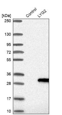 Western Blot: LYG2 Antibody [NBP1-81278] - Analysis in control (vector only transfected HEK293T lysate) and LYG2 over-expression lysate (Co-expressed with a C-terminal myc-DDK tag (3.1 kDa) in mammalian HEK293T cells).