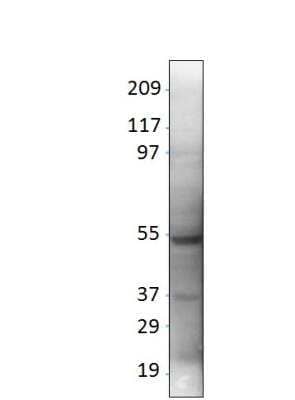 Western Blot LYK5 Antibody