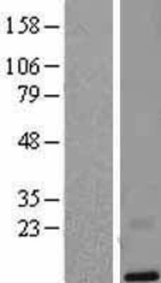 Western Blot: SLURP2 Overexpression Lysate [NBL1-12754] - Left-Empty vector transfected control cell lysate (HEK293 cell lysate); Right -Over-expression Lysate for SLURP2.