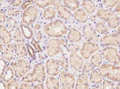 Immunohistochemistry-Paraffin: LYPD2 Antibody [NBP3-06039] - Staining of human LYPD2 in human kidney with rabbit polyclonal antibody at 1:100 dilution. 