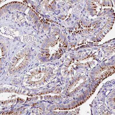 Immunohistochemistry-Paraffin: LYPD6 Antibody [NBP1-81062] - Staining of human gallbladder shows strong cytoplasmic positivity in glandular cells.
