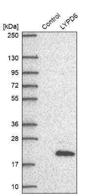 Western Blot: LYPD6 Antibody [NBP1-81062] - Analysis in control (vector only transfected HEK293T lysate) and LYPD6 over-expression lysate (Co-expressed with a C-terminal myc-DDK tag (3.1 kDa) in mammalian HEK293T cells).