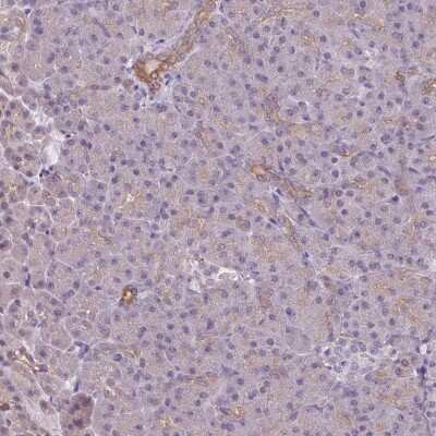 Immunohistochemistry-Paraffin: LYPLA1 Antibody [NBP2-14209] - Staining of human pancreas shows low expression as expected.