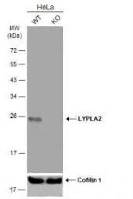 Western Blot: LYPLA2 Antibody [NBP1-31538] - Wild-type (WT) and LYPLA2 knockout (KO) HeLa cell extracts (30 ug) were separated by 12% SDS-PAGE, and the membrane was blotted with LYPLA2 antibody diluted at 1:1000.