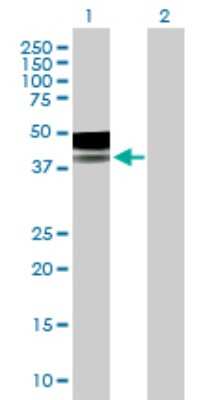 Western Blot: LYPLA3 Antibody [H00023659-B01P] - Analysis of PLA2G15 expression in transfected 293T cell line by PLA2G15 polyclonal antibody.  Lane 1: LYPLA3 transfected lysate(45.32 KDa). Lane 2: Non-transfected lysate.