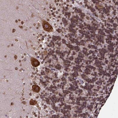 Immunohistochemistry-Paraffin: LYRIC Antibody [NBP1-90327] - Staining of human cerebellum shows moderate to strong cytoplasmic positivity in purkinje cells.