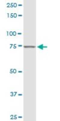 Western Blot: LYRIC Antibody [H00092140-B01P] - Analysis of MTDH expression in Jurkat.