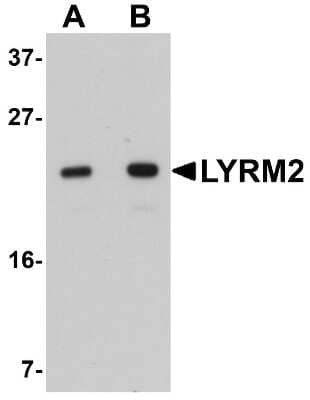 Western Blot: LYRM2 Antibody [NBP1-77137] - A549 cell lysate with LYRM2 antibody at (A) 1 and (B) 2 ug/mL.