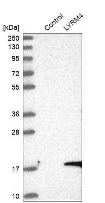 Western Blot: LYRM4 Antibody [NBP1-86762] - Analysis in control (vector only transfected HEK293T lysate) and LYRM4 over-expression lysate (Co-expressed with a C-terminal myc-DDK tag (3.1 kDa) in mammalian HEK293T cells).