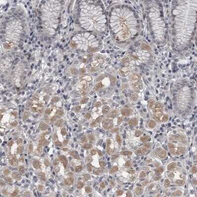 Immunohistochemistry-Paraffin: LYSMD1 Antibody [NBP1-81095] - Staining of human stomach shows weak cytoplasmic positivity in glandular cells.