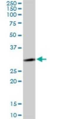 Western Blot: LYSMD2 Antibody [H00256586-B01P] - Analysis of LYSMD2 expression in rat brain.