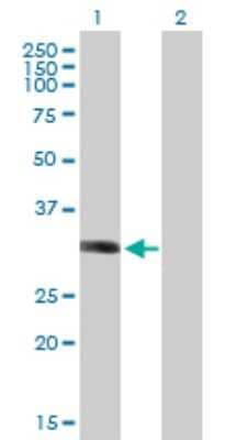 Western Blot: LYSMD2 Antibody [H00256586-B01P] - Analysis of LYSMD2 expression in transfected 293T cell line by LYSMD2 polyclonal antibody.  Lane 1: LYSMD2 transfected lysate(23.65 KDa). Lane 2: Non-transfected lysate.