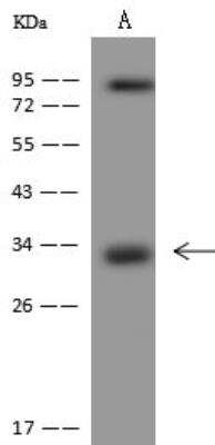 Western Blot: LYSMD3 Antibody [NBP3-12606] - Lane A: Mouse heart tissue lysateLysates/proteins at 30 ug per lane.SecondaryGoat Anti-Rabbit IgG (H+L)/HRP at 1/10000 dilution.Developed using the ECL technique.Performed under reducing conditions.Predicted band size:35,15,18 kDaObserved band size:34 kDa
