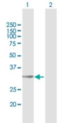 Western Blot: LYSMD4 Antibody [H00145748-B01P] - Analysis of LYSMD4 expression in transfected 293T cell line by LYSMD4 polyclonal antibody.  Lane 1: LYSMD4 transfected lysate(32.67 KDa). Lane 2: Non-transfected lysate.