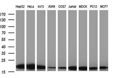 Western Blot: LZIC Antibody (OTI3A7) - Azide and BSA Free [NBP2-72559] - Analysis of extracts (35ug) from 9 different cell lines (HepG2: human; HeLa: human; SVT2: mouse; A549: human; COS7: monkey; Jurkat: human; MDCK: canine; PC12: rat; MCF7: human).