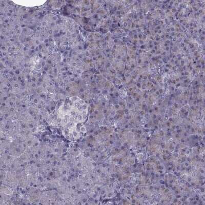 Immunohistochemistry-Paraffin: LZTR2 Antibody [NBP2-62678] - Staining of human pancreas shows low expression as expected.