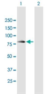 Western Blot: LZTR2 Antibody [H00089866-B01P] - Analysis of SEC16B expression in transfected 293T cell line by SEC16B polyclonal antibody.  Lane 1: LZTR2 transfected lysate(68.75 KDa). Lane 2: Non-transfected lysate.