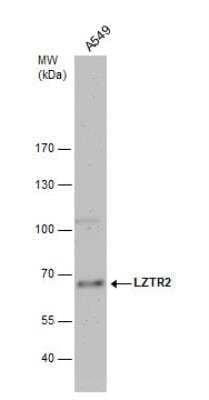 Western Blot LZTR2 Antibody