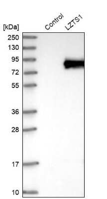 Western Blot: LZTS1 Antibody [NBP1-83907] - Analysis in control (vector only transfected HEK293T lysate) and LZTS1 over-expression lysate (Co-expressed with a C-terminal myc-DDK tag (3.1 kDa) in mammalian HEK293T cells).