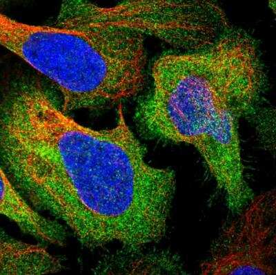 Immunocytochemistry/Immunofluorescence: LZTS2 Antibody [NBP1-82892] - Staining of human cell line U-2 OS shows localization to plasma membrane & cytosol. Antibody staining is shown in green.