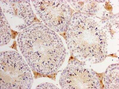 Immunohistochemistry-Paraffin: Lactate Dehydrogenase A/LDHA Antibody (20-179) [NBP2-66922] - Immunohistochemical analysis of paraffin embedded mouse testis tissue using Lactate Dehydrogenase A/LDHA Antibody (20-179)