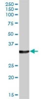 Western Blot: Lactate Dehydrogenase A/LDHA Antibody [H00003939-B01P] - Analysis of LDHA expression in human liver.