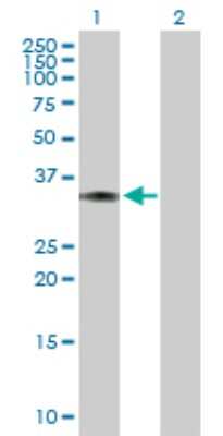 Western Blot: Lactate Dehydrogenase C Antibody [H00003948-B01P] - Analysis of LDHC expression in transfected 293T cell line by LDHC polyclonal antibody.  Lane 1: LDHC transfected lysate(36.52 KDa). Lane 2: Non-transfected lysate.