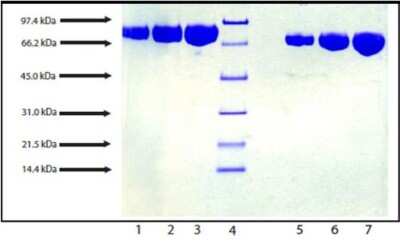 Western Blot: Lactoferrin Native Protein [NBP2-12557] - SDS-PAGE: 4-12% Bis-Tris NuPage gel. Lane 1. Lactoferrin - 5 ug (reduced / heated), Lane 2. Lactoferrin - 10 ug (reduced / heated), Lane 3. Lactoferrin - 20 ug (reduced / heated), Lane 4. LMW Standard, Lane 5. Lactoferrin - 5 ug (non-reduced / no heat), Lane 6. Lactoferrin - 10 ug (non-reduced / no heat), Lane 7. Lactoferrin - 20 ug (non-reduced / no heat).