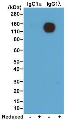 Western Blot: Lambda Light Chain Antibody (RM110) [NBP2-61910] - Western blot of nonreduced(-) and reduced(+) mouse IgG1k and IgG1l, using NBP2-61910. This antibody reacts to nonreduced IgG1 lambda.