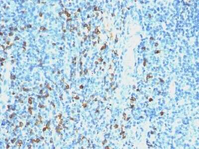 Immunohistochemistry-Paraffin: Lambda Light Chain Antibody (SPM559) - IHC-Prediluted [NBP2-45076] - Formalin-fixed, paraffin-embedded human Tonsil stained with Lambda Light Chain Antibody (SPM559).