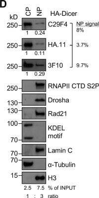 Western Blot: Lamin A + C Antibody (EM-11) [NBP1-50051] - Immunoblots detecting total HA-Dicer (C29F4, HA.11, 3F10) in subcellular fractions of PMEF: HA-Dicer cells. CP and NP fractions were loaded in a 1:3 ratio. HA signals were quantified using ImageJ. CTD S2P, RNA polymerase II carboxy-terminal domain (CTD) phospho-residue serine2; Rad21, cohesin subunit; KDEL motif recognising Grp94/Grp78; H3, histone H3. Image collected and cropped by CiteAb from the following publication (journals.plos.org/plosgenetics/article?id=10.1371/journal.pgen.1007151), licensed under a CC-BY license.