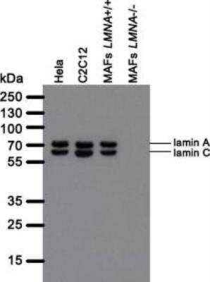 Western Blot: Lamin A + C Antibody (LASS2D9) [NBP2-59937] - Analysis in whole cell lysate from human (Hela) and mouse (C2C12, mouse adult fibroblasts (MAFs)) cell lines cells were separated on SDS-PAGE gel, transferred to nitrocellulose membrane and blotted with LASS2D9 antibody. The membrane was blocked overnight in blocking buffer (5% nonfat dry milk resuspended in 0.1% Tween and 1X PBS). Both primary and secondary antibodies were diluted in blocking buffer. The predicted molecular weight for lamin A is 74 kDA and for lamin C 65 kDa. The absence of a band in LMNA null MAFs indicated that the antibody specifically recognizes products of LMNA gene.