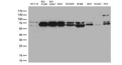 Western Blot: Lamin A + C Antibody (OTI3F6) [NBP2-45654] - Analysis of extracts (35ug) from different cell line by using anti-LMNA monoclonal antibody (1:500).