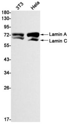 Western Blot: Lamin A + C Antibody (S06-7H5) [NBP3-19963] - Western blot detection of Lamin A + C in 3T3, Hela cell lysates using NBP3-19963 (1:1000 diluted). Predicted band size: 74kDa. Observed band size: 74, 63kDa.