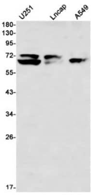 Western Blot: Lamin A + C Antibody (S07-1I5) [NBP3-19988] - Western blot detection of Lamin A + C in U251, Lncap, A549 using NBP3-19988 (1:1000 diluted)