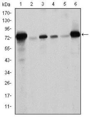 Western Blot: Lamin A Antibody (4E7) [NBP2-22180] - Western blot analysis using Lamin A mouse mAb against Raw264.7 (1), PC-12 (2), THP-1 (3), A431 (4), MCF-7 (5) and Jurkat (6) cell lysate.