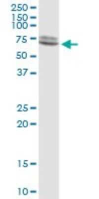 Western Blot: Lamin A Antibody [H00004000-B01P] - Analysis of LMNA expression in A-431.
