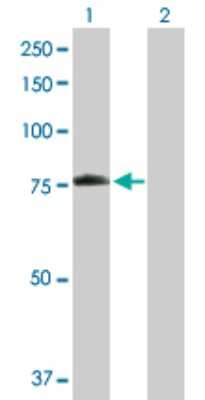 Western Blot: Lamin A Antibody [H00004000-B01P] - Analysis of LMNA expression in transfected 293T cell line by LMNA polyclonal antibody.  Lane 1: LMNA transfected lysate(73.04 KDa). Lane 2: Non-transfected lysate.