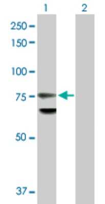 Western Blot: Lamin B1 Antibody [H00004001-D01P] - Analysis of LMNB1 expression in transfected 293T cell line by LMNB1 polyclonal antibody.Lane 1: LMNB1 transfected lysate(66.40 KDa).Lane 2: Non-transfected lysate.