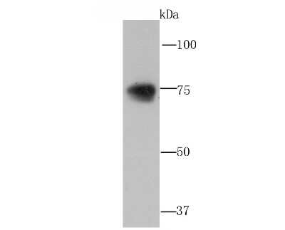 Western Blot: Lamin B2 Antibody (D5-C2) [NBP2-66924] - Analysis of LMNB2 on Jurkat cell lysate using anti-LMNB2 antibody at 1/1,000 dilution.
