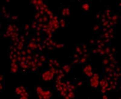 Western Blot: Lamin B2 Antibody (D5-C2) [NBP2-66924] - Analysis of LMNB2 on hybrid fish (crucian-carp) brain tissue lysate using anti-LMNB2 antibody at 1/500 dilution.