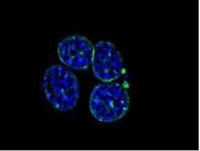 Immunocytochemistry/Immunofluorescence: Lamin C Antibody (EM-11) [NBP1-50051] - Staining of lamin C (green) in mouse EL-6 fibroblasts by monoclonal antibody EM-11. DNA stained by DAPI (blue).