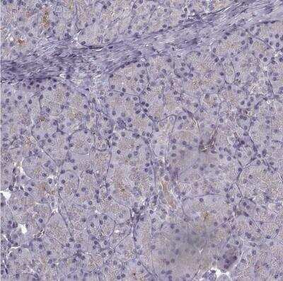 Immunohistochemistry-Paraffin: Laminin S/Laminin beta 2 Antibody [NBP1-87717] - Staining of human pancreas shows no positivity in exocrine glandular cells as expected.